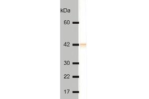 Detectionof cytokeratin 18 in HeLa cell lysate by mouse monoclonal antibody DC-10 . (Cytokeratin 18 抗体)