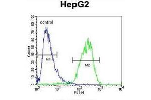 Flow cytometric analysis of HepG2 cells (right histogram) compared to a negative control cell (left histogram) using Cholinephosphotransferase 1  Antibody (N-term), followed byFITC-conjugated goat-anti-rabbit secondary antibodies. (CHPT1 抗体  (N-Term))