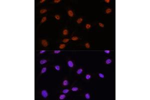 Immunofluorescence analysis of U-2 OS cells using SRSF7 antibody (ABIN7270548) at dilution of 1:100. (SFRS7 抗体  (AA 60-120))
