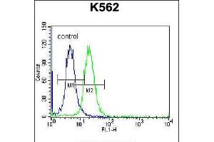 Flow cytometric analysis of K562 cells (right histogram) compared to a negative control cell (left histogram). (FSHB 抗体  (AA 36-64))