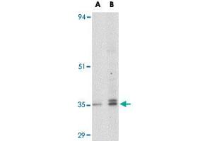 Western blot analysis of GPR3 in EL4 cell lysate with GPR3 polyclonal antibody  at (A) 1 and (B) 2 ug/mL . (GPR3 抗体  (C-Term))