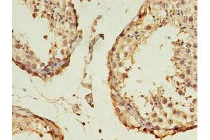 Immunohistochemistry of paraffin-embedded human testis tissue using ABIN7157832 at dilution of 1:100 (B3GNT5 抗体  (AA 65-344))