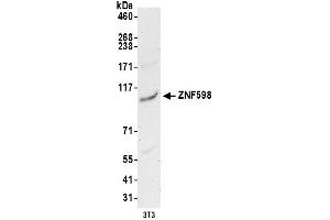 Western Blotting (WB) image for anti-Zinc Finger Protein 598 (ZNF598) (AA 375-425) antibody (ABIN7453019)