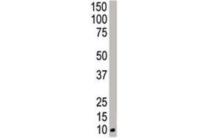 Western Blotting (WB) image for anti-Neural Precursor Cell Expressed, Developmentally Down-Regulated 8 (NEDD8) (AA 1-32) antibody (ABIN3031967)