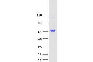 Western Blotting (WB) image for Serine/threonine Kinase Receptor Associated Protein (STRAP) protein (Myc-DYKDDDDK Tag) (ABIN2732901)