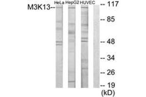 Western Blotting (WB) image for anti-Mitogen-Activated Protein Kinase Kinase Kinase 13 (MAP3K13) (AA 151-200) antibody (ABIN2889320)