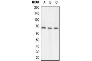 Western blot analysis of NSF expression in MCF7 (A), Raw264. (NSF 抗体  (Center))