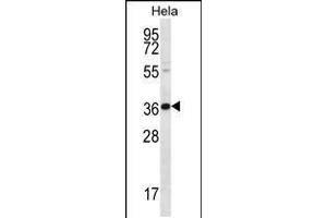 Western blot analysis in Hela cell line lysates (35ug/lane). (BTG3 抗体  (AA 100-129))