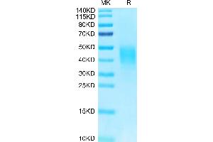 Biotinylated Human CLEC12A on Tris-Bis PAGE under reduced condition. (CLEC12A Protein (AA 65-265) (His-Avi Tag,Biotin))