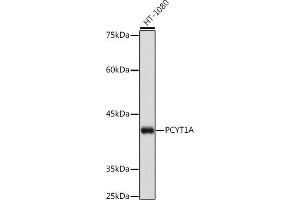 Western blot analysis of extracts of K-562 cells, using PCYT1A Rabbit mAb (ABIN7269275) at 1:1000 dilution. (PCYT1A 抗体)