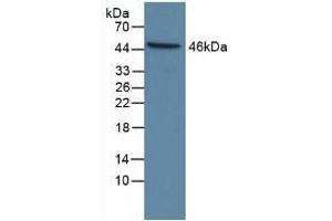 Western blot analysis of Human HeLa cells. (Caspase 9 抗体  (AA 1-134))