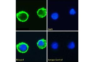 Immunofluorescence staining of fixed Caco-2 cells with anti-LeY tetrasaccharide antibody BR96.