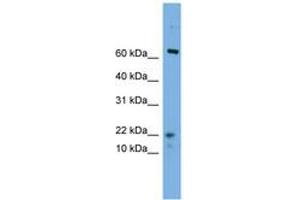 Image no. 1 for anti-Yippee-Like 5 (YPEL5) (N-Term) antibody (ABIN6745622) (YPEL5 抗体  (N-Term))