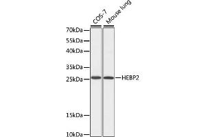 Western blot analysis of extracts of various cell lines, using HEBP2 antibody (ABIN7267604) at 1:1000 dilution. (HEBP2 抗体  (AA 1-205))
