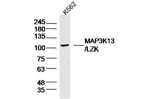K562 lysates probed with MAP3K13 Polyclonal Antibody, Unconjugated  at 1:300 overnight at 4˚C.