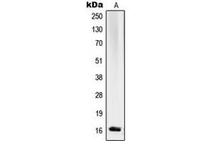 Western blot analysis of RPL27A expression in K562 (A) whole cell lysates. (RPL27A 抗体  (C-Term))