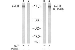 Image no. 1 for anti-Epidermal Growth Factor Receptor (EGFR) (pThr693) antibody (ABIN196927) (EGFR 抗体  (pThr693))