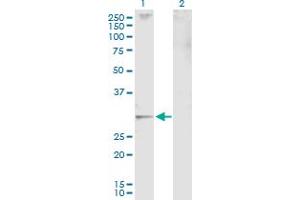 Western Blot analysis of JAZF1 expression in transfected 293T cell line by JAZF1 MaxPab polyclonal antibody. (JAZF1 抗体  (AA 1-243))