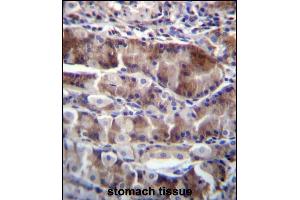 NRSN2 Antibody (C-term) (ABIN656599 and ABIN2845860) immunohistochemistry analysis in formalin fixed and paraffin embedded human stomach tissue followed by peroxidase conjugation of the secondary antibody and DAB staining. (NRSN2 抗体  (C-Term))