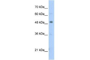 WB Suggested Anti-PBX3 Antibody Titration:  2. (PBX3 抗体  (N-Term))