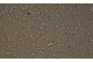 Immunohistochemistry analysis of paraffin-embedded rat brain using GAP43 Polyclonal Antibody at dilution of 1:300. (GAP43 抗体)