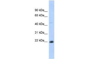 Western Blotting (WB) image for anti-CD40 (CD40) antibody (ABIN2458616) (CD40 抗体)