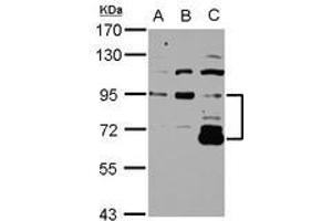 Image no. 1 for anti-DIS3-Like Exonuclease 2 (DIS3L2) (Internal Region) antibody (ABIN1496026) (DIS3L2 抗体  (Internal Region))