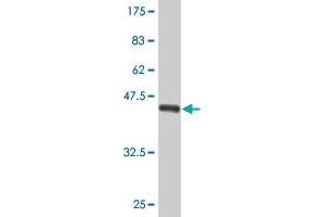 Western Blot detection against Immunogen (36. (AMPD2 抗体  (AA 86-185))