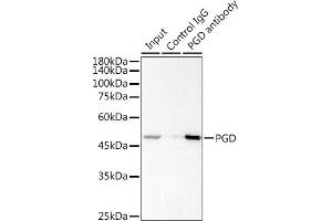 Immunoprecipitation analysis of 300 μg extracts of Jurkat cells using 3 μg PGD antibody (ABIN7269315). (PGD 抗体)
