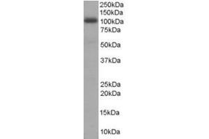 Image no. 1 for anti-A Kinase (PRKA) Anchor Protein 8 (AKAP8) (N-Term) antibody (ABIN374421) (AKAP8 抗体  (N-Term))