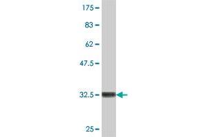 Western Blotting (WB) image for anti-serine/threonine Kinase 4 (STK4) (AA 391-485) antibody (ABIN563049)