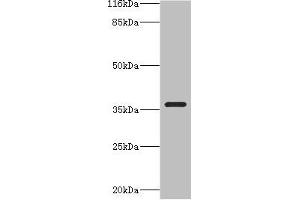 Western blot All lanes: CA13 antibody at 2 μg/mL + NIH/3T3 whole cell lysate Secondary Goat polyclonal to rabbit IgG at 1/10000 dilution Predicted band size: 30 kDa Observed band size: 36 kDa