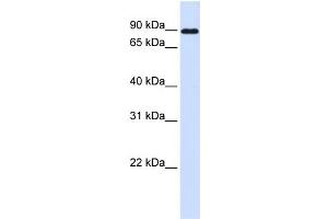 WB Suggested Anti-CDH24 Antibody Titration:  0. (Cadherin 24 抗体  (N-Term))