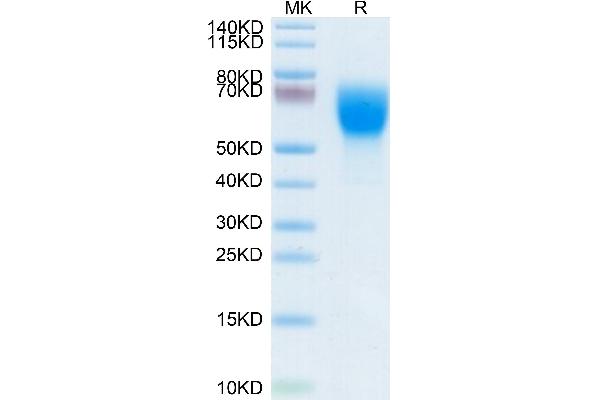 L-Selectin Protein (AA 39-332) (His tag)