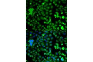 Immunofluorescence analysis of A-549 cells using KLF9 antibody (ABIN6142927). (KLF9 抗体  (AA 1-150))