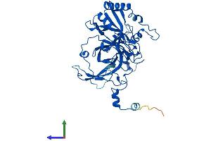 Protein Structure (PS) image for Ribosomal Protein L3-Like (RPL3L) (AA 1-407) protein (His tag) (ABIN7551463)