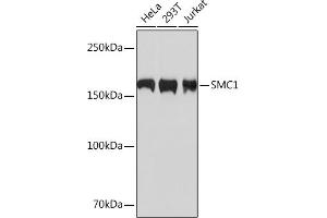 Western blot analysis of extracts of various cell lines, using SMC1 Rabbit mAb (ABIN7270614) at 1:1000 dilution. (SMC1A 抗体)