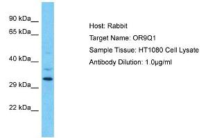 Host: Rabbit Target Name: OR9Q1 Sample Type: HT1080 Whole Cell lysates Antibody Dilution: 1. (OR9Q1 抗体  (C-Term))