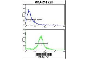 Flow cytometric analysis of MDA-231 cells using TIMP1 Antibody (N-term)(bottom histogram) compared to a negative control cell (top histogram). (TIMP1 抗体  (N-Term))