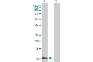 Western Blot analysis of ATPIF1 expression in transfected 293T cell line by ATPIF1 MaxPab polyclonal antibody. (ATPase Inhibitory Factor 1 抗体  (AA 1-106))