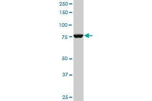 Western Blotting (WB) image for anti-Cleavage and Polyadenylation Specific Factor 3, 73kDa (CPSF3) (AA 585-684) antibody (ABIN526864)