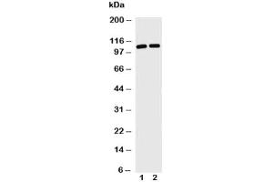 Western Blotting (WB) image for anti-Toll-Like Receptor Adaptor Molecule 1 (TICAM1) (C-Term) antibody (ABIN3029185)