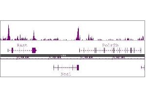 Histone H3R8me2a antibody (pAb) tested by ChIP-Seq. (Histone 3 抗体  (2meArg8 (asymetric)))