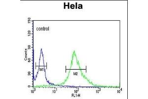 DDX49 Antibody (C-term) (ABIN653921 and ABIN2843155) flow cytometric analysis of Hela cells (right histogram) compared to a negative control cell (left histogram).