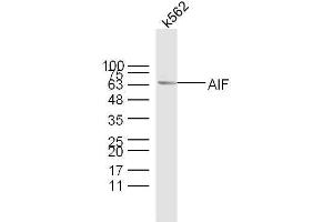 K562 lysates probed with AIF Polyclonal Antibody, unconjugated  at 1:300 overnight at 4°C followed by a conjugated secondary antibody at 1:10000 for 60 minutes at 37°C.