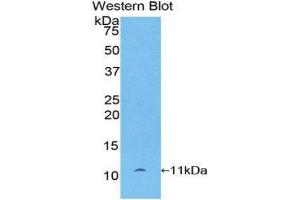 Western Blotting (WB) image for anti-Pro-Platelet Basic Protein (Chemokine (C-X-C Motif) Ligand 7) (PPBP) (AA 46-107) antibody (ABIN3201386) (CXCL7 抗体  (AA 46-107))