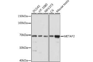 Western blot analysis of extracts of various cell lines, using MET Rabbit mAb (ABIN7268490) at 1:1000 dilution. (METAP2 抗体)