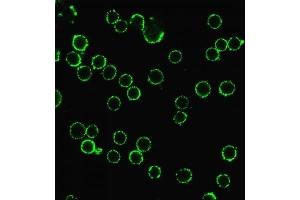 Immunofluorescent image of live Jurkat cells.