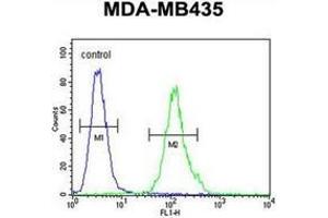 Flow cytometric analysis of MDA-MB435 cells using MS4A4A Antibody (N-term) Cat. (MS4A4A 抗体  (N-Term))