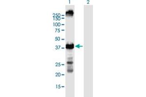 Western Blot analysis of KCNA2 expression in transfected 293T cell line by KCNA2 MaxPab polyclonal antibody. (KCNA2 抗体  (AA 1-356))